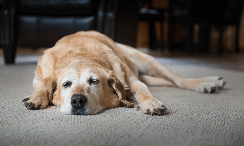 Phantom Pregnancy in Dogs